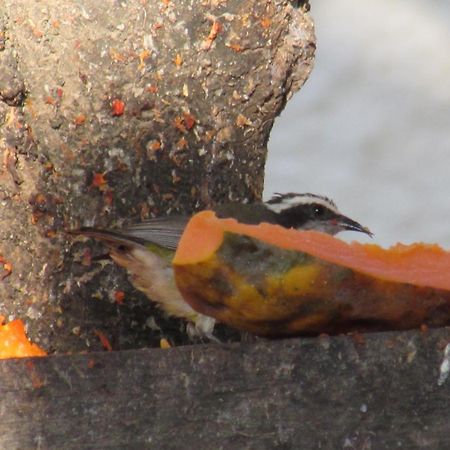 Pousada Da Lucinha Canoa Quebrada Kamer foto