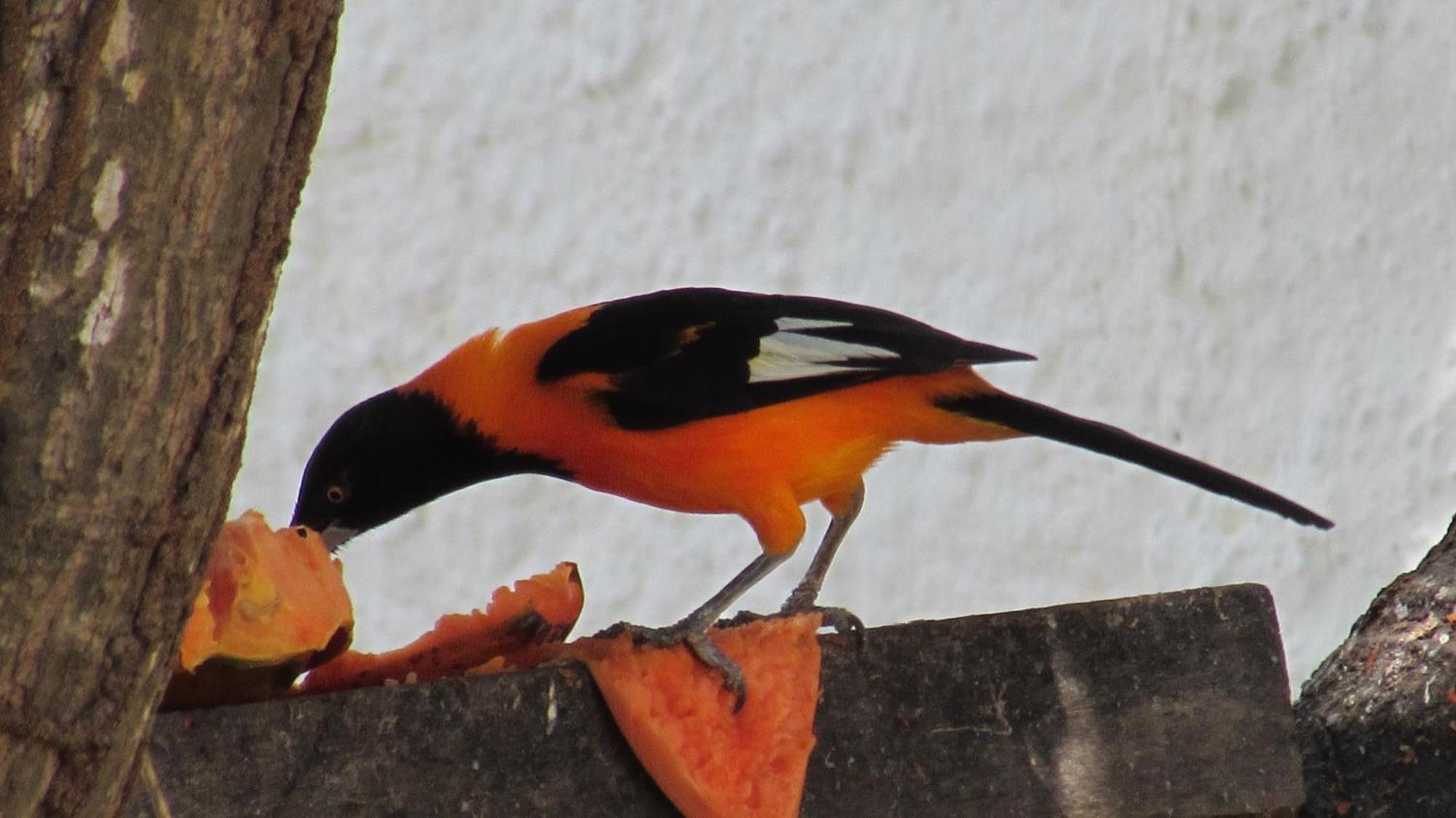 Pousada Da Lucinha Canoa Quebrada Kamer foto